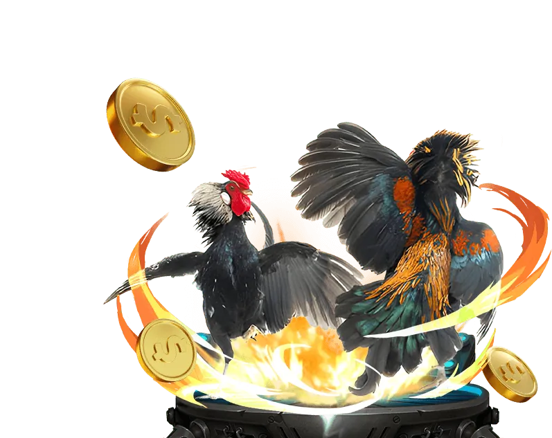 Trận đá gà Thomo kinh điển